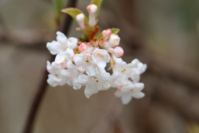 Duftschneeball - Viburnum farreri