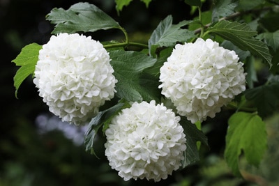 Gefüllter Schneeball - Viburnum Opulus