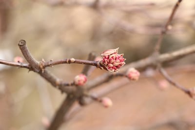 Winterschneeball - Viburnum bodnantense