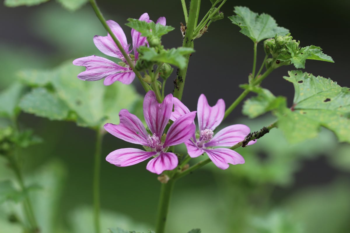 Moschus-Malve - Malva moschata