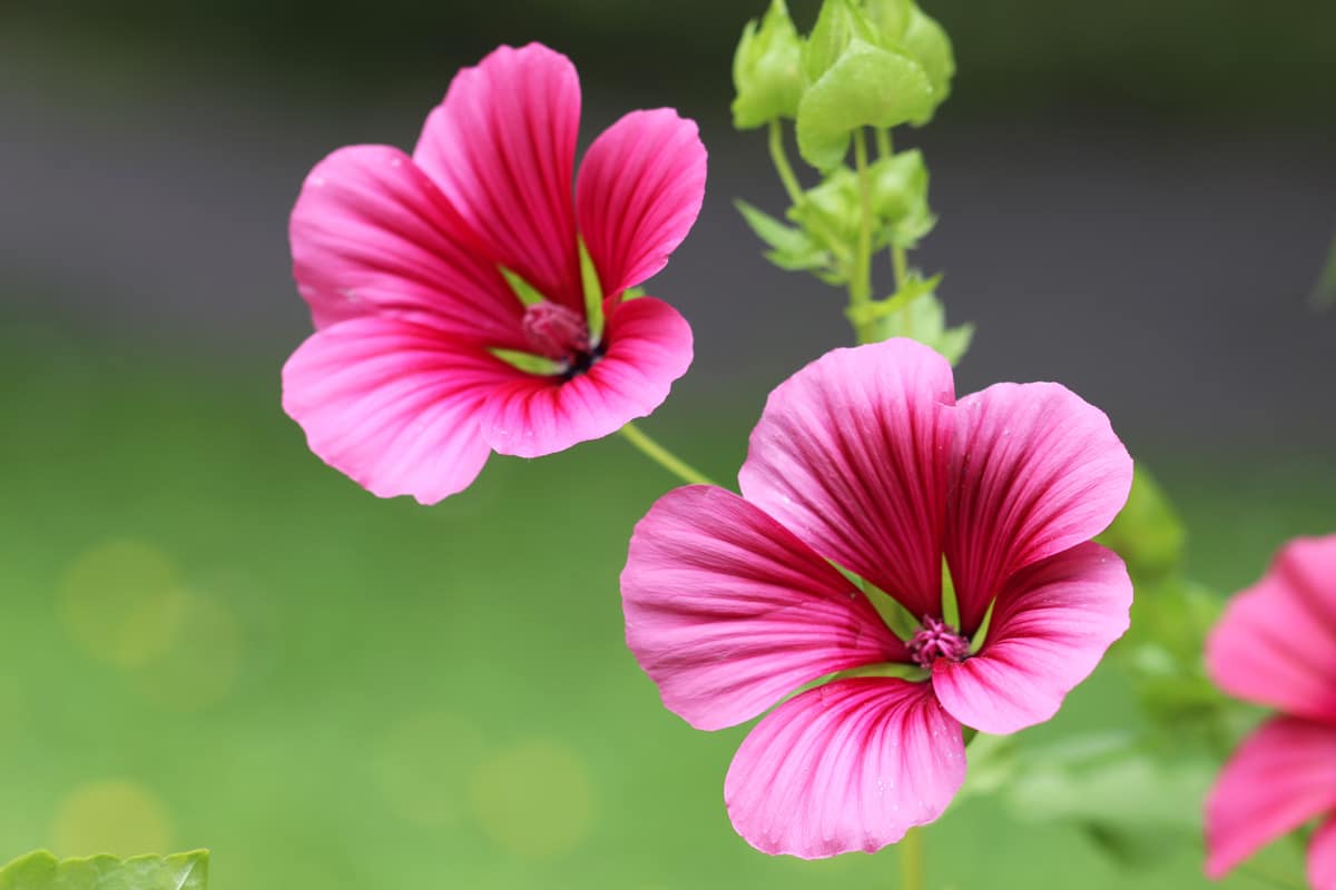 Spanische Sommermalve - Malope trifida