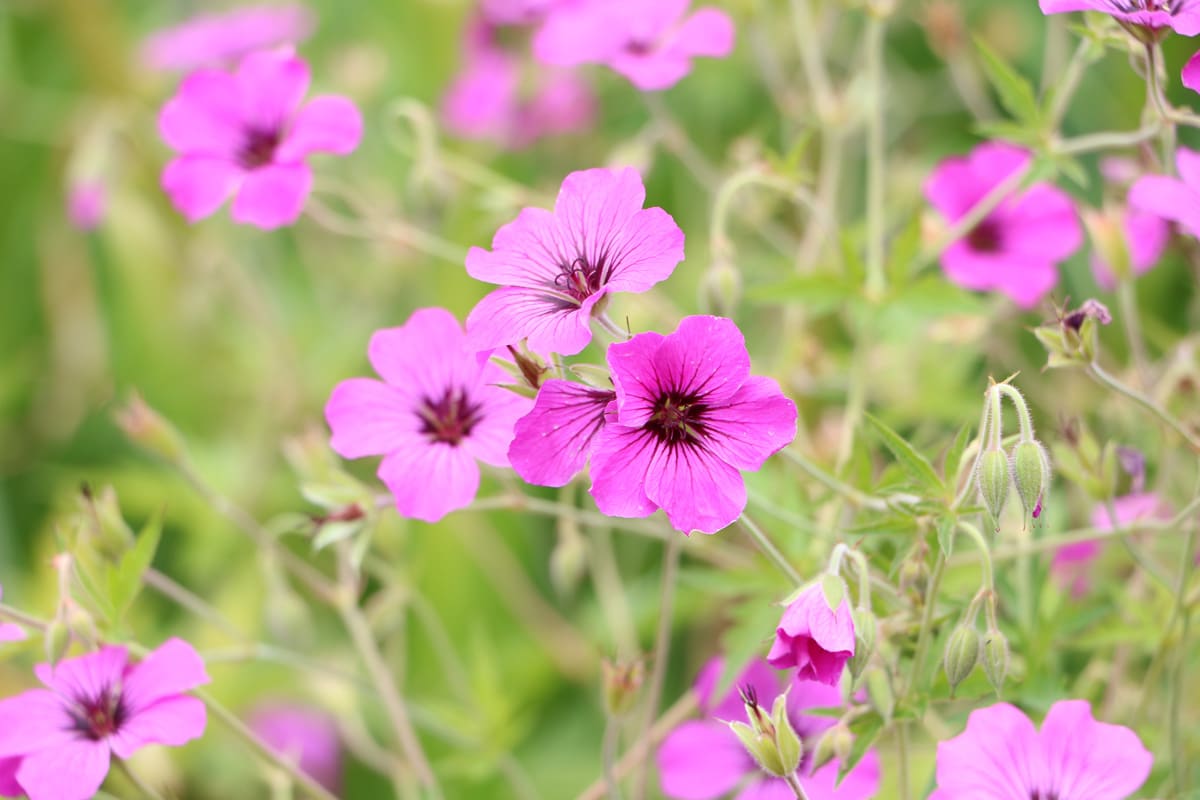 Wilde Malve - Malva sylvestris