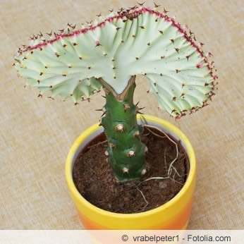 euphorbia lactea cristata