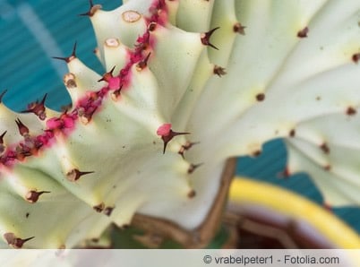 Euphorbia Lactea Cristata