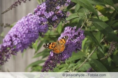 Fliederblüten