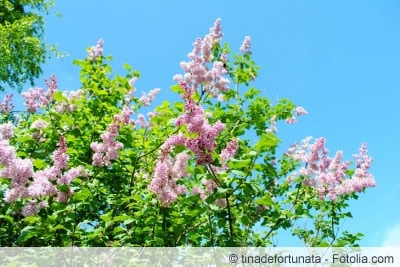 Fliederbaum mit Blüten lila