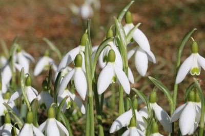 Schneeglöckchen als Grabbepflanzung