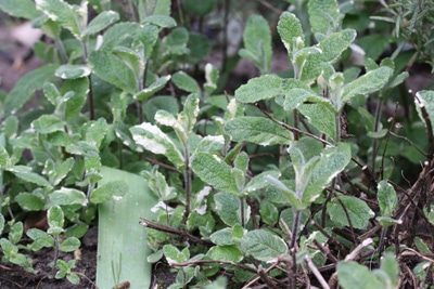 Apfelminze - Mentha suaveolens