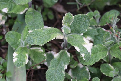 Rundblättrige Minze - Mentha suaveolens