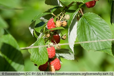 Rubus idaeus 'Aroma Queen'