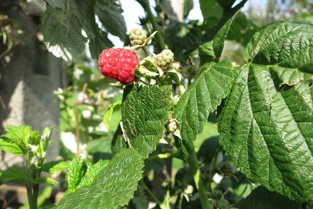 Himbeeren - Rubus ideaus