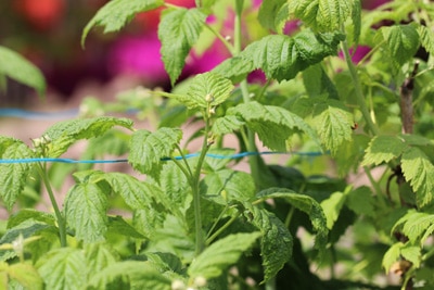 Himbeeren mit Draht