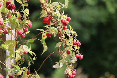 Himbeeren - Rubus ideaus