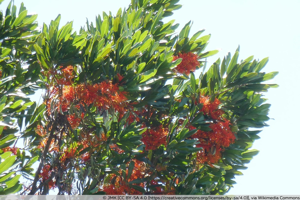 Feuerradbaum - Stenocarpus sinuatus