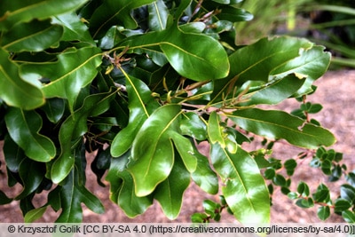 Feuerradbaum - Stenocarpus sinuatus 