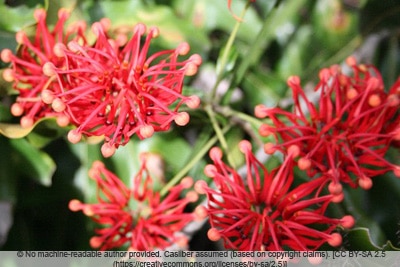 Feuerradbaum - Stenocarpus sinuatus 