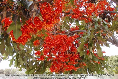 Feuerradbaum - Stenocarpus sinuatus 