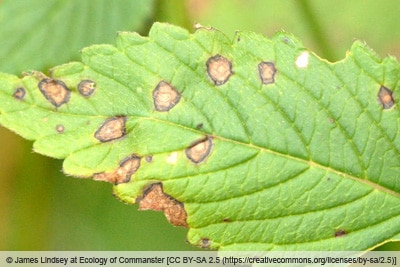 Blattfleckenkrankheit - Ascochyta galeopsidis