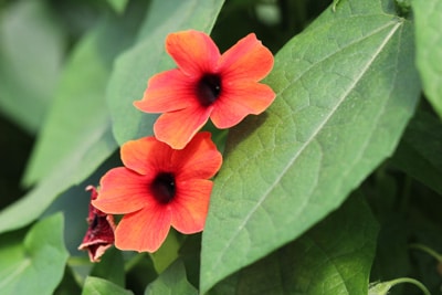 Schwarzäugige Susanne - Thunbergia alata 