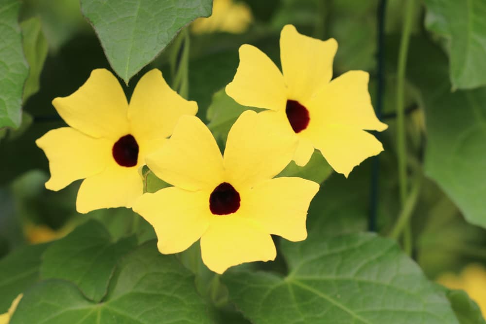 Schwarzäugige Susanne - Thunbergia alata