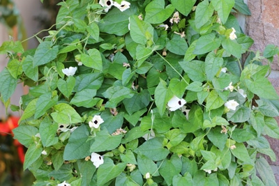 Schwarzäugige Susanne - Thunbergia alata 