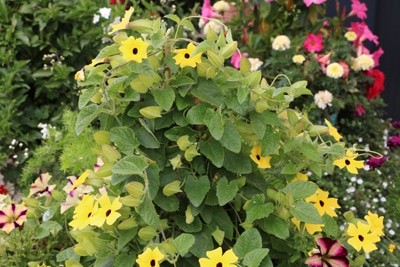 Schwarzäugige Susanne - Thunbergia alata 