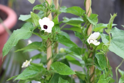 Schwarzäugige Susanne - Thunbergia alata 