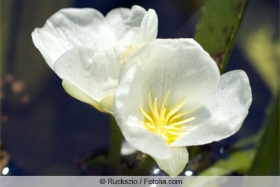 Blüte der Krebsschere