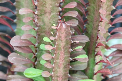 Dreikantige Wolfsmilch - Euphorbia trigona 