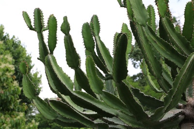 Dreikantige Wolfsmilch - Euphorbia trigona 