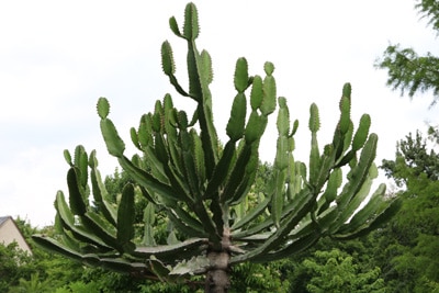 Dreikantige Wolfsmilch - Euphorbia trigona 