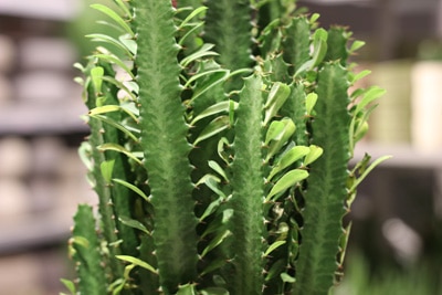 Dreikantige Wolfsmilch - Euphorbia trigona 