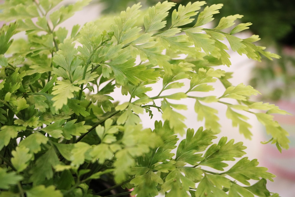 Streifenfarn - Asplenium bulbiferum