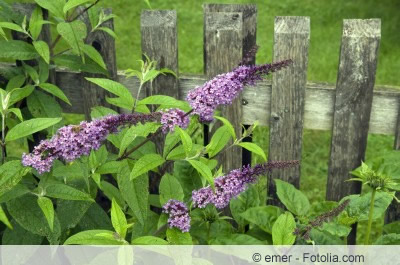 Buddleja