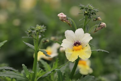 Elfenspiegel - Nemesia gelbblühend