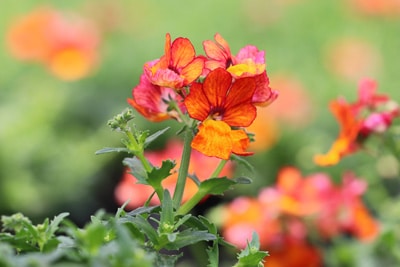 Elfenspiegel - Nemesia orangeblühend