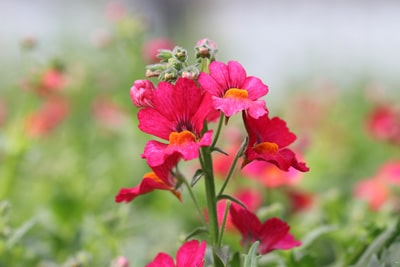 Elfenspiegel - Nemesia rotblühend