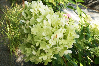 Rispen-Hortensie - Hydrangea paniculata