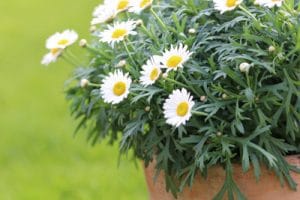 Sind Margeriten draußen im Topf winterhart? Gartenrat.de