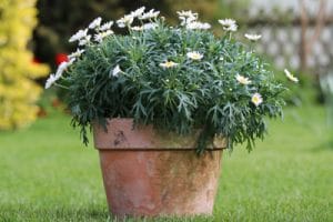 Sind Margeriten draußen im Topf winterhart? Gartenrat.de