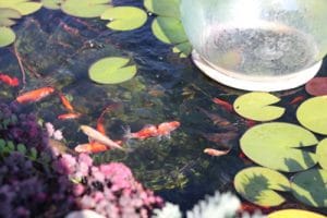 Goldfische im Teich Haltung und Vermehrung Gartenrat.de