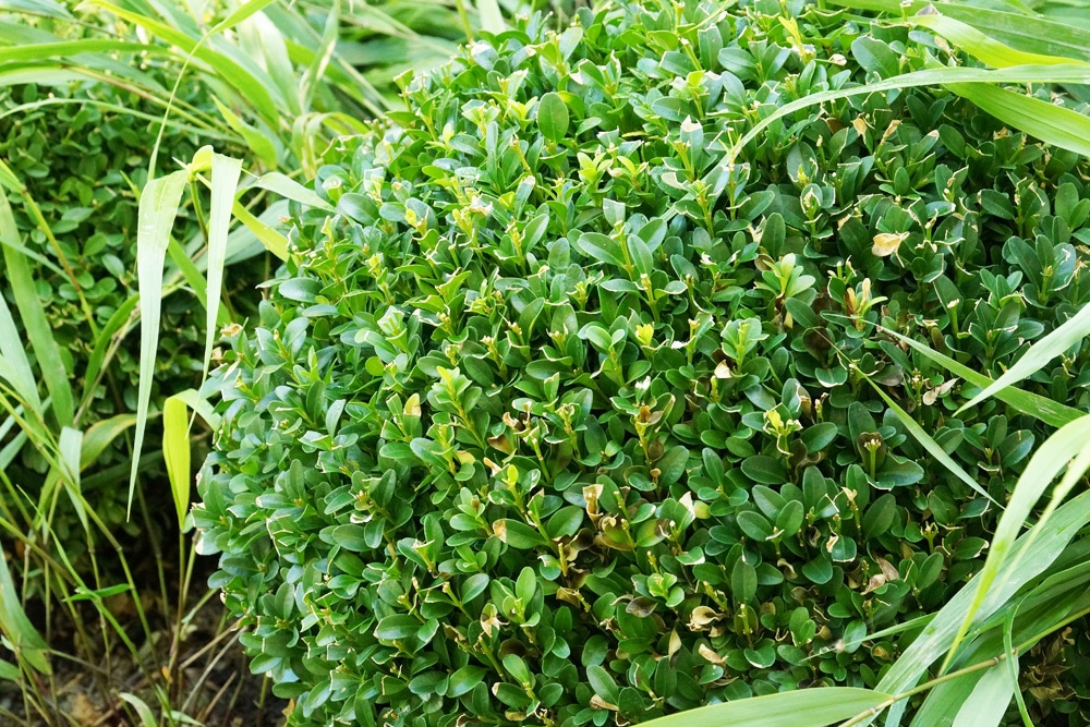 Buchsbaum - Buxus sempervirens