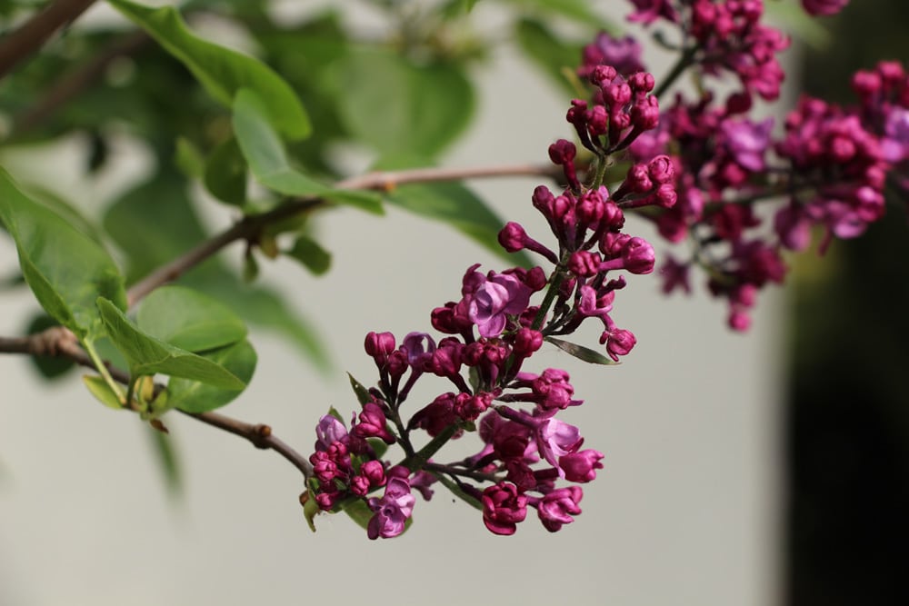 Flieder - Syringa