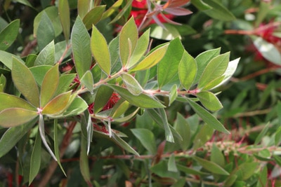 Zylinderputzer - Callistemon
