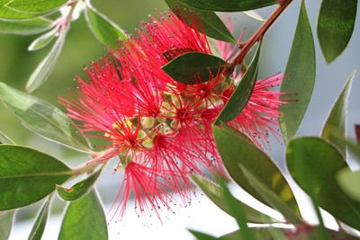 Zylinderputzer - Callistemon