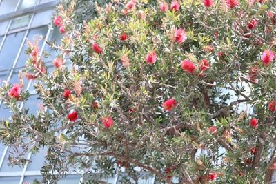 Zylinderputzer - Callistemon