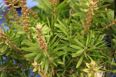 Zylinderputzer - Callistemon