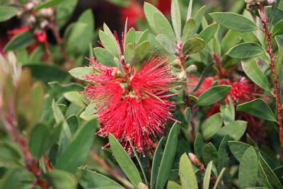 Zylinderputzer - Callistemon