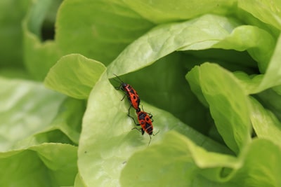 Feuerwanzen an Blattsalat