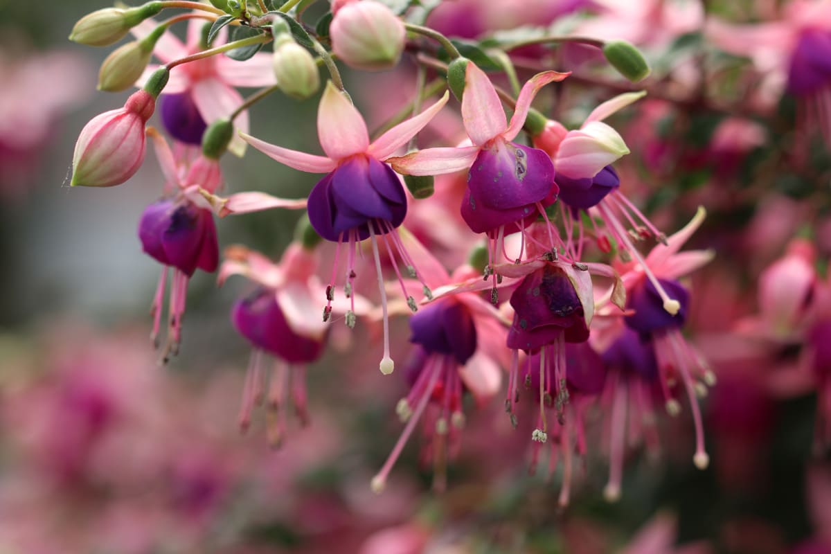 Fuchsie - Fuchsia